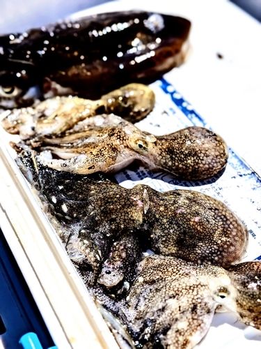 イイダコの釣果