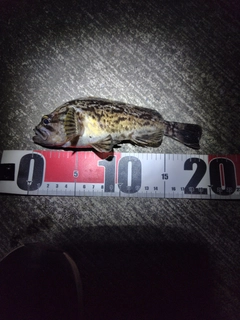 クロソイの釣果