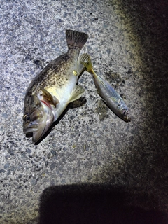 クロソイの釣果