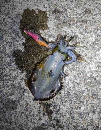 アオリイカの釣果