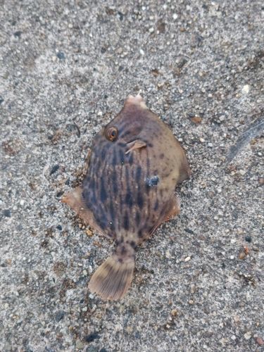 カワハギの釣果