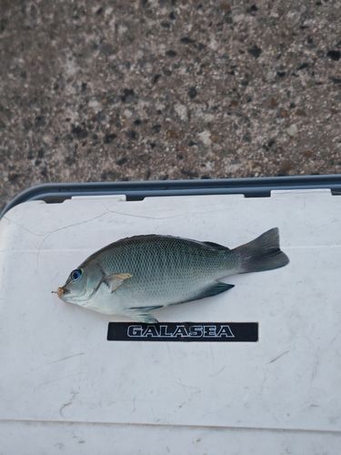 グレの釣果