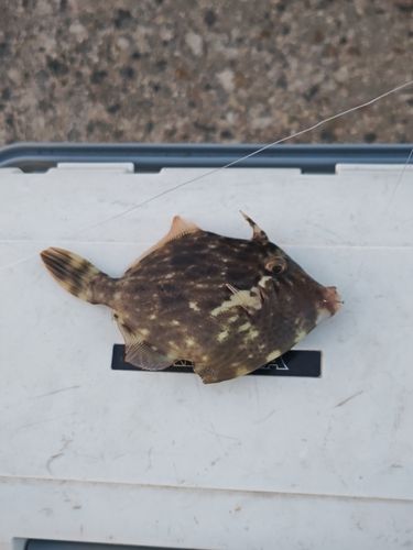 カワハギの釣果