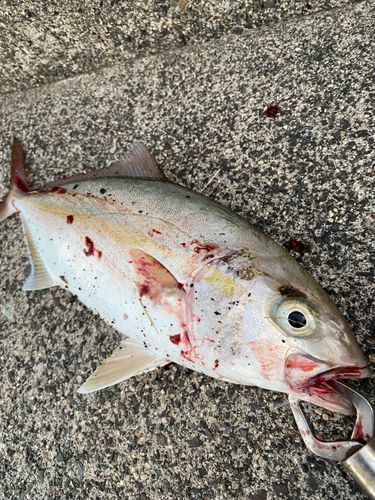 シオの釣果