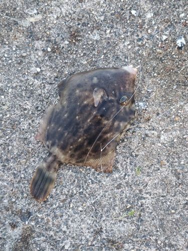 カワハギの釣果