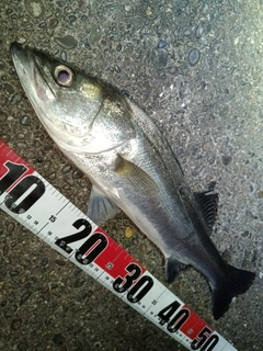 フッコ（マルスズキ）の釣果