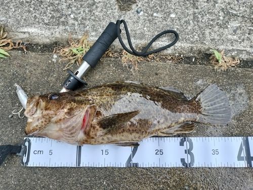 ベッコウゾイの釣果