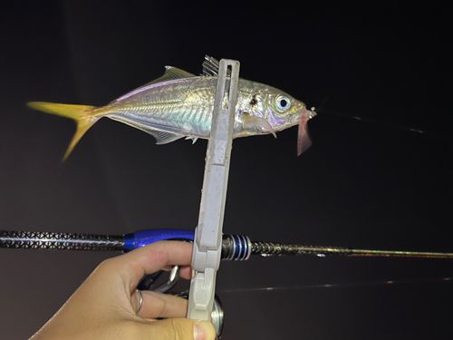 マアジの釣果