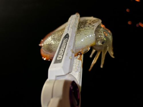 コウイカの釣果