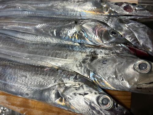 タチウオの釣果