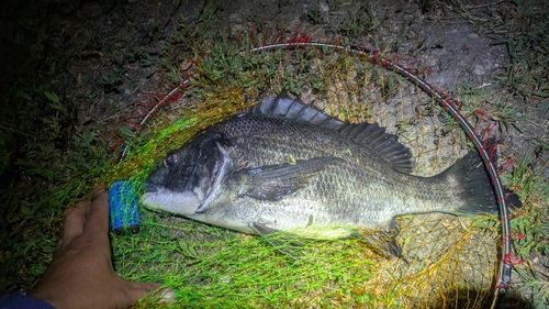 チヌの釣果
