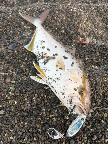 カンパチの釣果