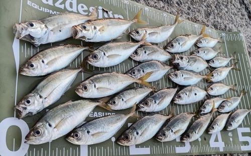 アジの釣果