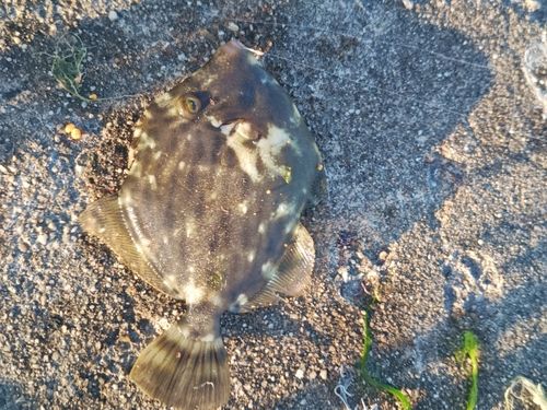 カワハギの釣果
