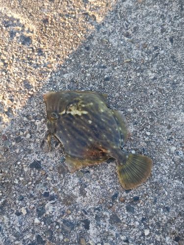 カワハギの釣果