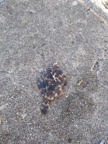 カワハギの釣果
