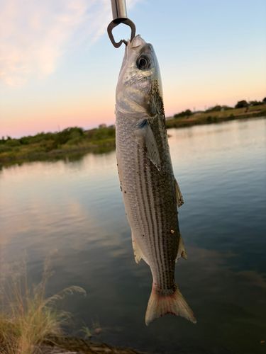 ボラの釣果
