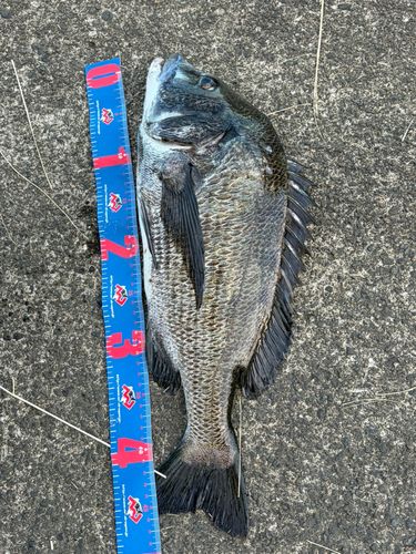 チヌの釣果