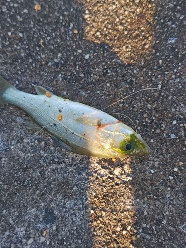 セイゴ（マルスズキ）の釣果