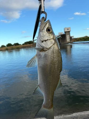 セイゴ（ヒラスズキ）の釣果