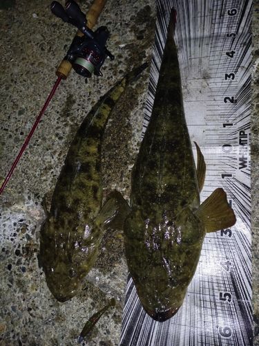 マゴチの釣果