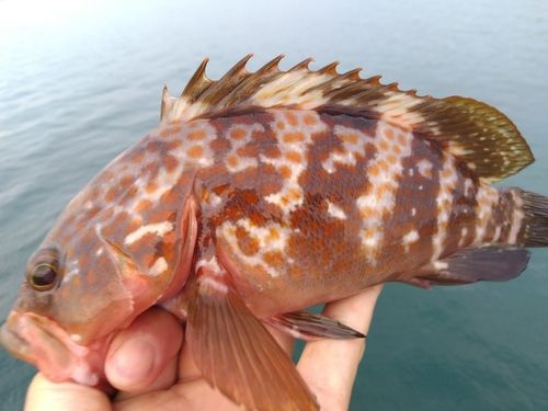キジハタの釣果