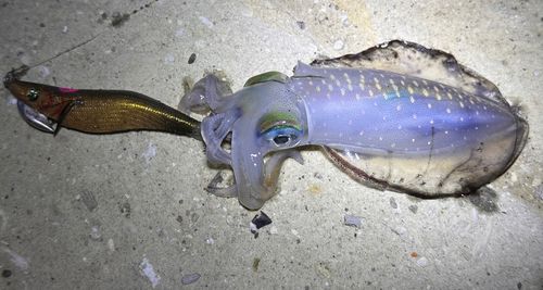 アオリイカの釣果