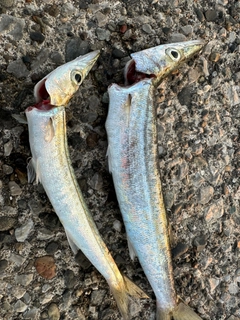 カマスの釣果