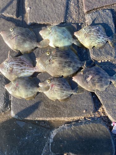 カワハギの釣果