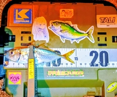マアジの釣果