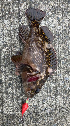 オウゴンムラソイの釣果