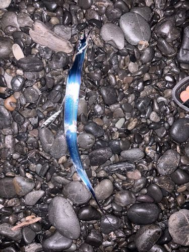 タチウオの釣果