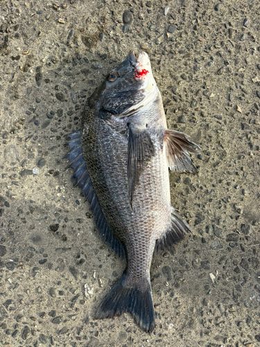 チヌの釣果