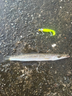 カマスの釣果