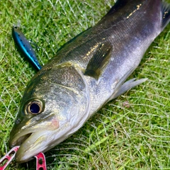 フッコ（マルスズキ）の釣果