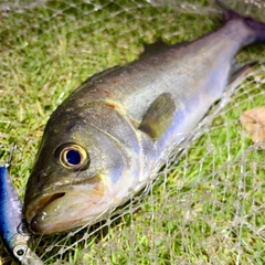 セイゴ（マルスズキ）の釣果