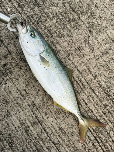 ワカシの釣果