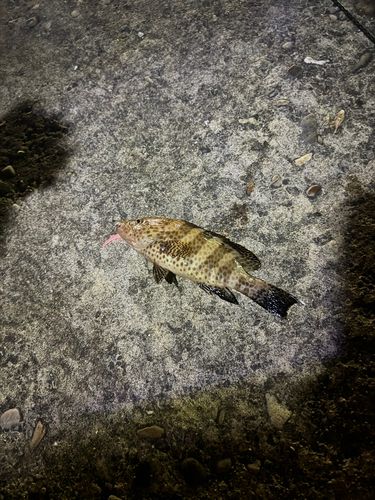 オオモンハタの釣果