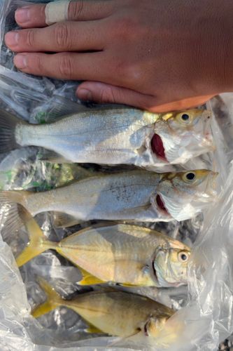 セイゴ（ヒラスズキ）の釣果