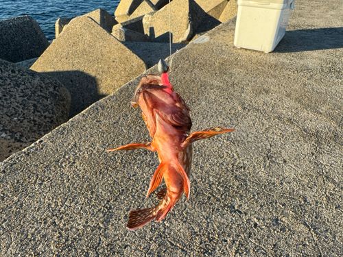 アラカブの釣果