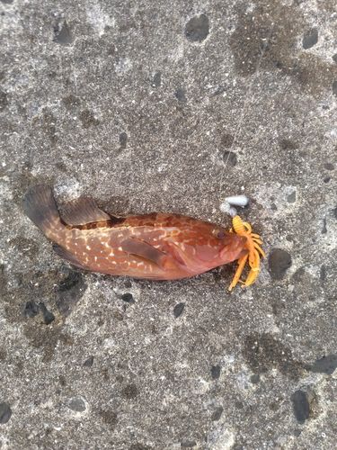 アコウの釣果