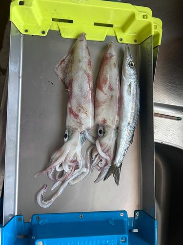 ケンサキイカの釣果