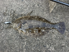 ヒラメの釣果
