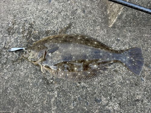 ヒラメの釣果