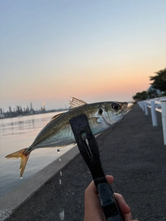 マアジの釣果