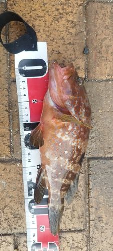 アコウの釣果