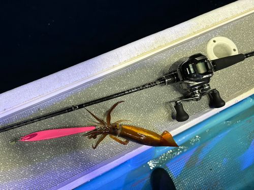 スルメイカの釣果