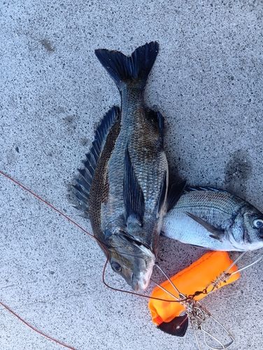クロダイの釣果