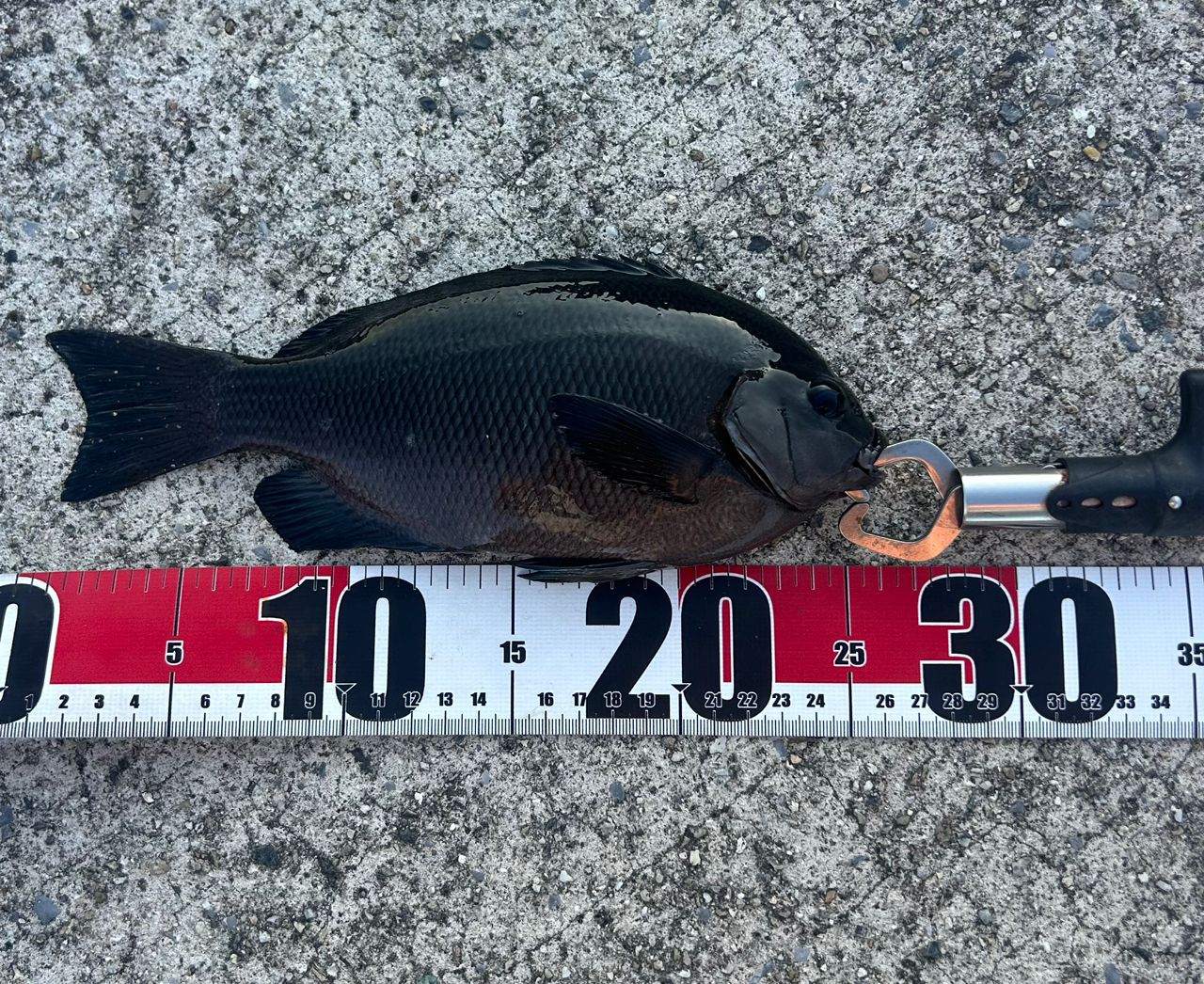 DAIWA 19チヌマスター 90の最安値・インプレ・釣果 | 本音の口コミが