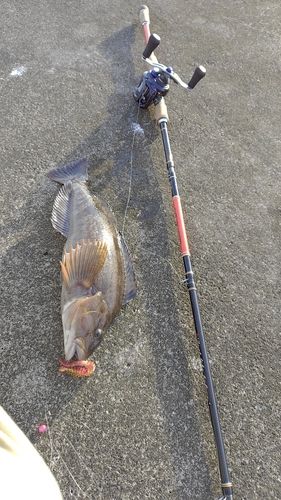 アイナメの釣果